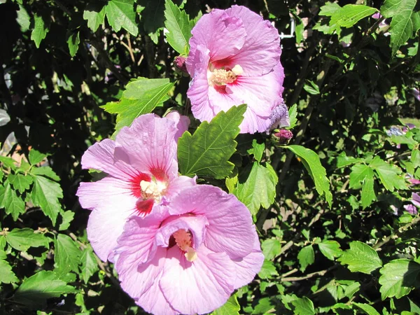Hibiskus Blüht Blütenblätter Flora Und Natur — Stockfoto