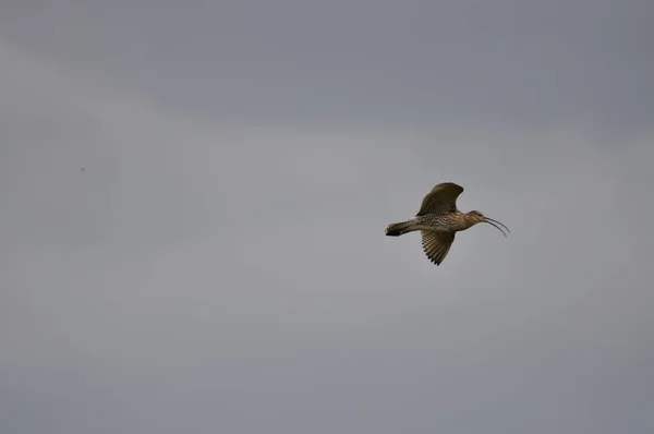 Blick Auf Schöne Vögel Der Natur — Stockfoto