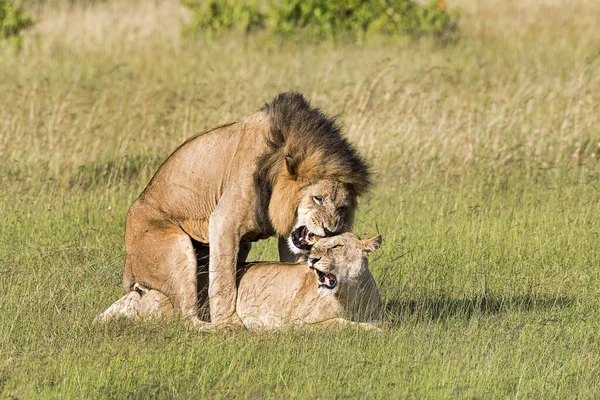 Kenya Masai Mara Lion 6576 — Φωτογραφία Αρχείου
