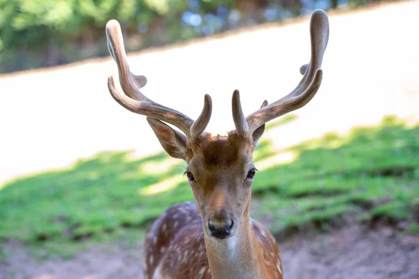 Portrait Male Deer Grassland — Stock Photo, Image