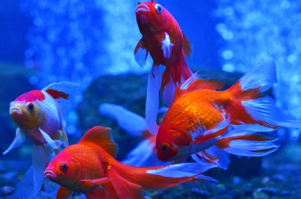 Quatro Peixes Vermelhos Dourados Água Atrás Das Pedras Algas Close — Fotografia de Stock