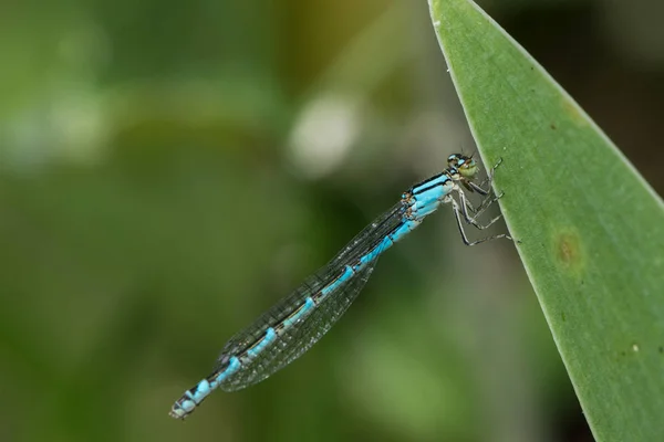 Dragonfly Sienta Una Hoja — Foto de Stock