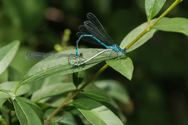 Koppeling Van Blauwe Federlibelle — Stockfoto