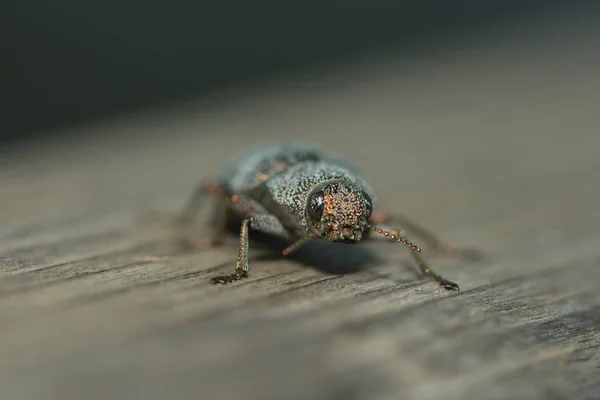 Muhteşem Bir Berlin Böceğinin Yakın Çekimi — Stok fotoğraf