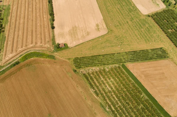 Vanuit Lucht Uitzicht Velden Plantages Rhone Vallei — Stockfoto