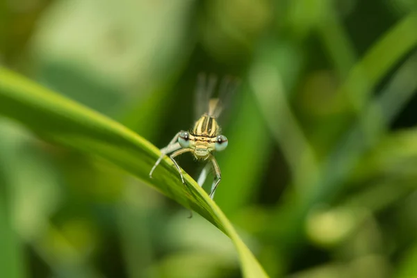 Dragonfly Sits Sheet – stockfoto