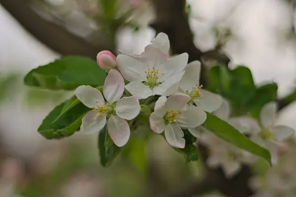 Flores Cerezo Plena Floración Durante Primavera Cerca — Foto de Stock