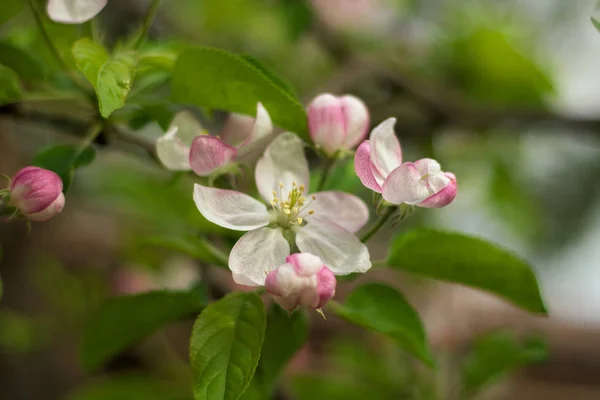 Flores Cerezo Plena Floración Durante Primavera Cerca — Foto de Stock