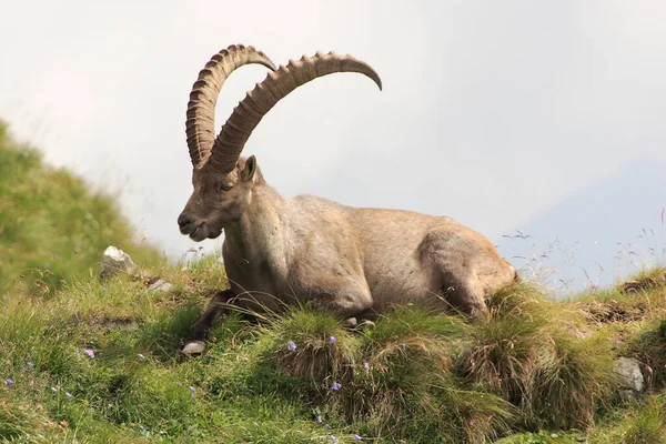 Grote Steenbok Een Heuvel Bij Alpen — Stockfoto