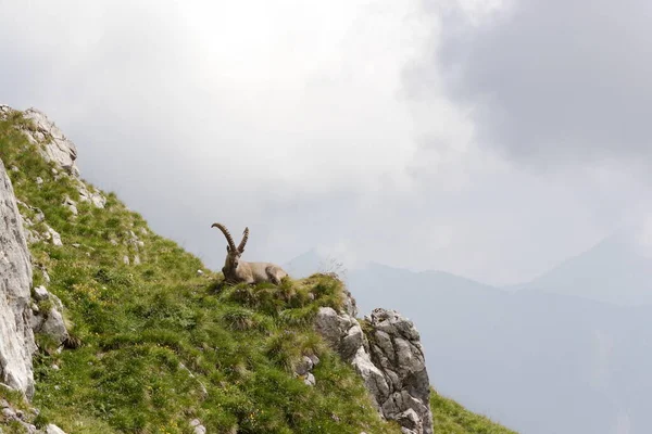 Расслабляющий Каприкорн Холме Альпах — стоковое фото
