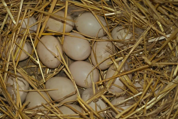 Ein Bündel Enteneier Nest Umgeben Von Heu — Stockfoto