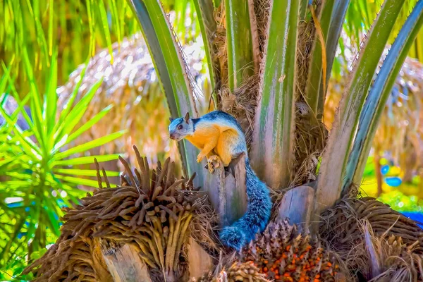 Цветная Коста Рикан Пальмовом Дереве — стоковое фото