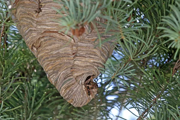 Detailní Pohled Vosí Hmyz Makro Záběru — Stock fotografie