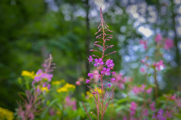 Plant Het Bos Zomer — Stockfoto