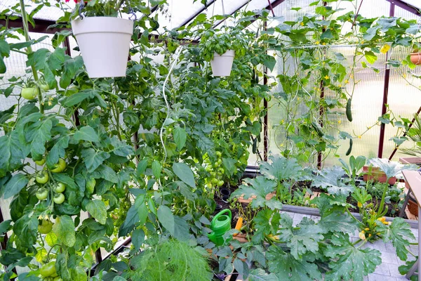 Hortalizas Que Crecen Invernadero Jardín — Foto de Stock