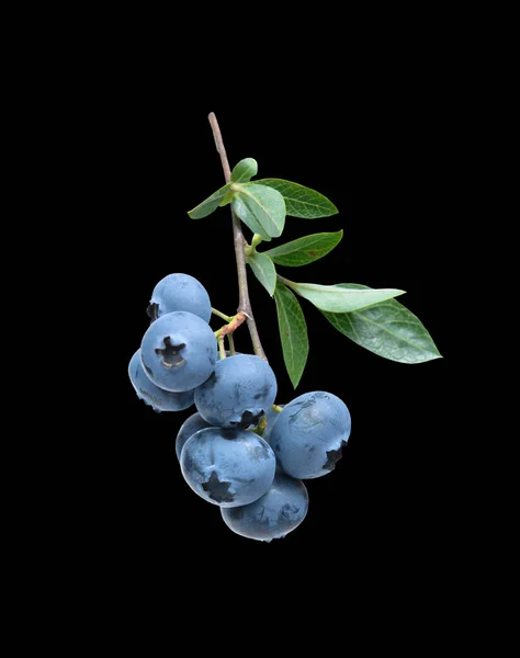 Bunch Berries Blueberries Black Background — Foto de Stock