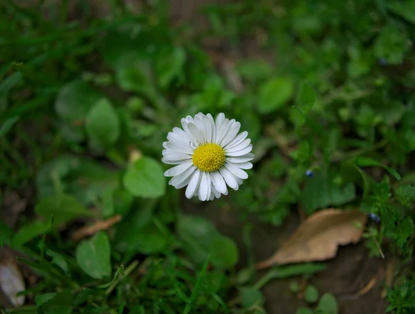 草原でのデイジー開花 春の時間 — ストック写真