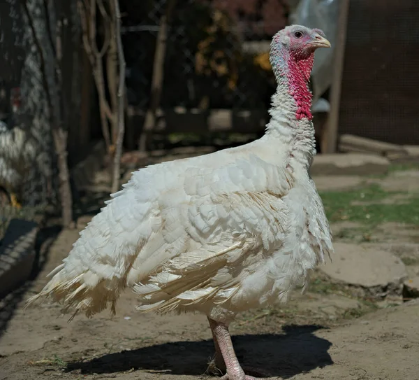 Zijaanzicht Van Profiel Van Witte Kalkoen — Stockfoto