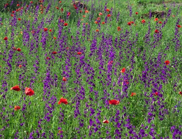 Полевые Растения Красными Фиолетовыми Цветами Полном Расцвете — стоковое фото