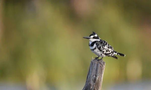 Vista Cerca Pájaro Martín Pescador Vida Salvaje — Foto de Stock