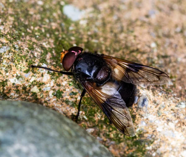 Vôo Comum Madeira Mosca Que Senta Uma Pedra — Fotografia de Stock