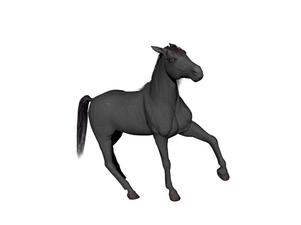 Desenho Cavalo Isolado Branco — Fotografia de Stock