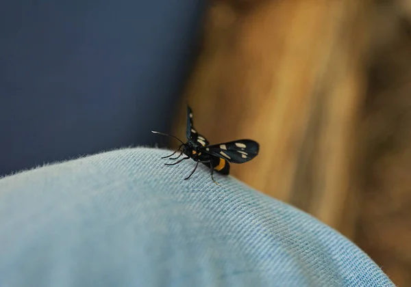 Schwarzer Schmetterling Steht Jeans Auf Bein — Stockfoto