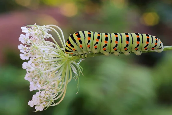 Swallowtail Caterpillar Papilio Machaon Wild Carrot — Stock Photo, Image