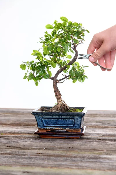 Bonsai Baum Wachsende Pflanze — Stockfoto