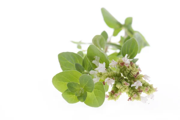 Folhas Orégano Frescas Com Flores Fundo Branco — Fotografia de Stock