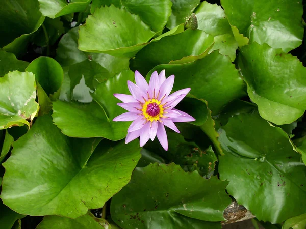 Pembe Nilüfer Çiçeği Yeşil Yapraklar — Stok fotoğraf