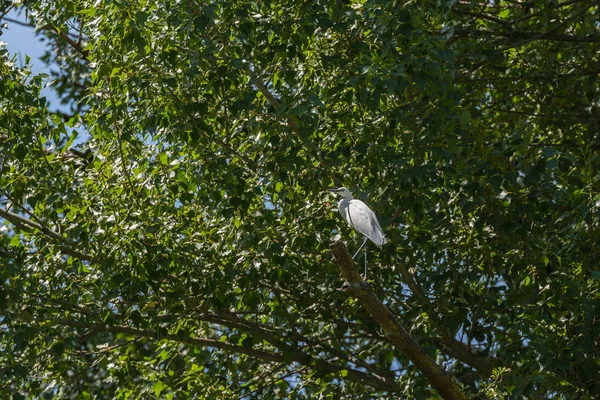 Vue Panoramique Oiseau Héron Nature — Photo