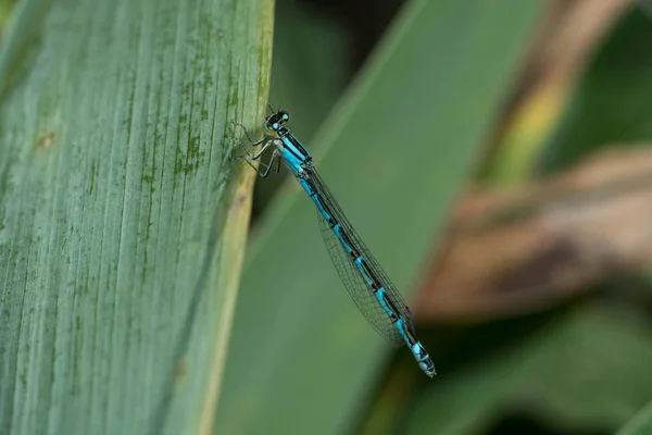 Närbild Drake Flyga — Stockfoto