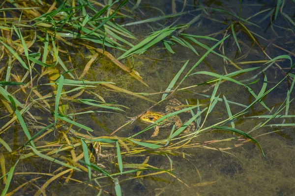 Ένας Βάτραχος Μια Λίμνη — Φωτογραφία Αρχείου