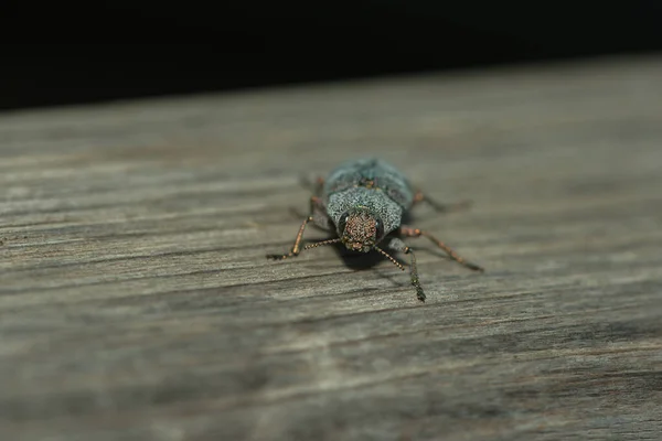 カブトムシのクローズアップ — ストック写真