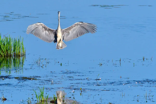 Grande Blue Heron Enquanto Pesca Uma Lagoa — Fotografia de Stock