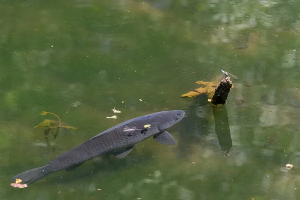 Ein Fisch Beobachtet Eine Drachenfliege — Stockfoto
