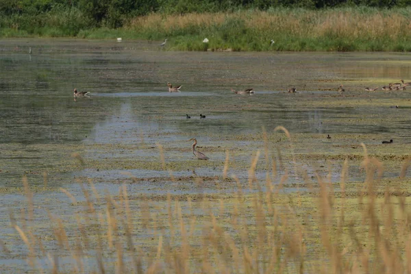 Een Groep Vogels Aan Een Meer — Stockfoto