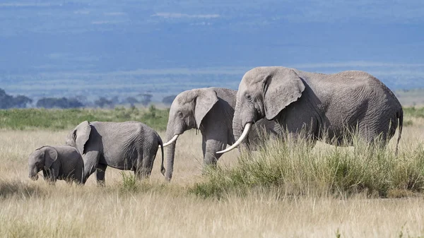 Elefantes Africanos Loxodonta Africana Rebaño Con Cordero Parque Nacional Amboseli — Foto de Stock