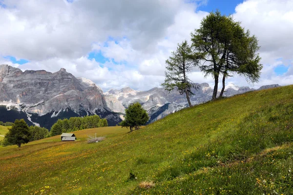 Alpenweide Het Pralongieplateau Dolomieten — Stockfoto