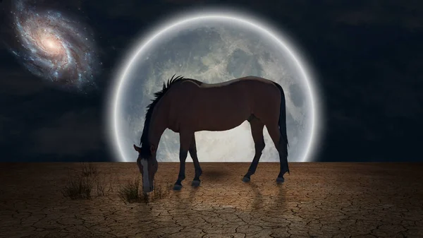 Surrealism Horse Grazes Arid Land Giant Moon Horizon — Stock Photo, Image