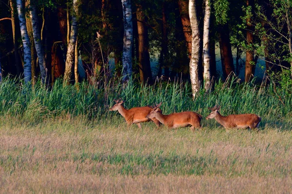 Ciervos Rojos Silvestres Fauna Natural Vida Silvestre Animales Venado — Foto de Stock