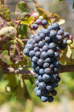 Common grape vine, Vitis vinifera, Cabernet Sauvignon clipart