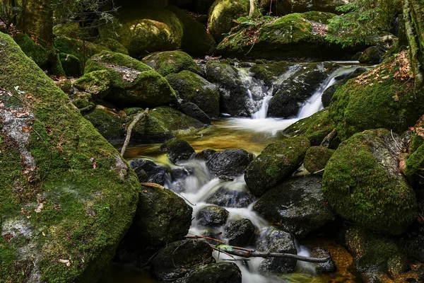 Ruisseau Montagne Dans Forêt — Photo