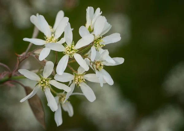 Juneberry Amelanchier Lamarckii Primer Plano Las Flores Primavera —  Fotos de Stock