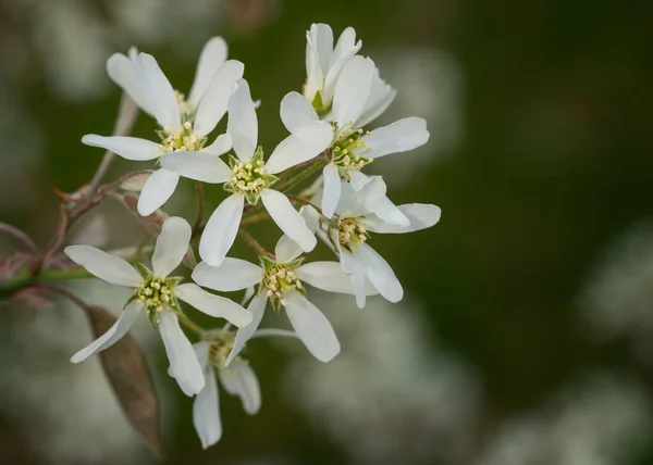 Juneberry Amelanchier Lamarckii Κοντινό Πλάνο Των Ανθίσεων Άνοιξη — Φωτογραφία Αρχείου