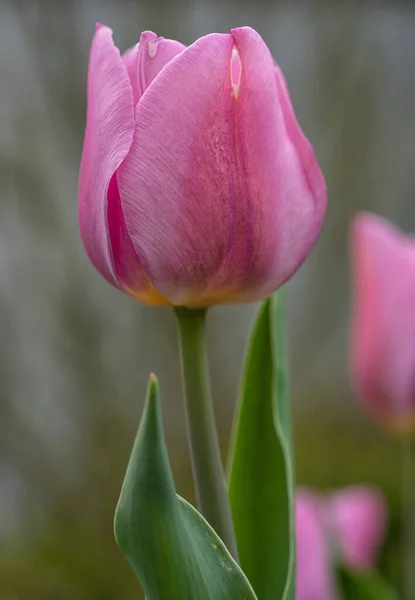 Tulipa Tulipa Perto Flor Primavera — Fotografia de Stock