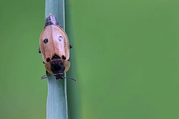 Négypontos Dögbogár Xylodrepa Quadripunctata — Stock Fotó