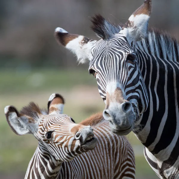 Black White Zebra Animal — Stock Photo, Image