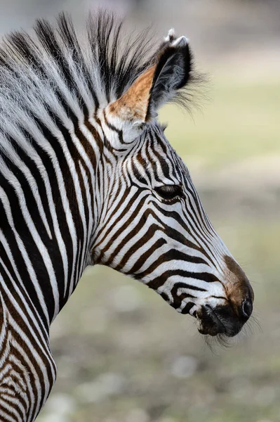 Schwarz Weißes Zebratier — Stockfoto